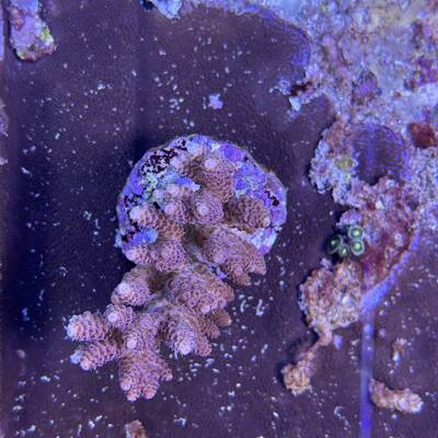 Acropora Hyacinthus