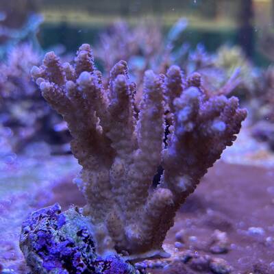 Acropora Hyacinthus