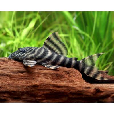 Panaqolus Sp. L397 M