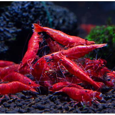 Neocaridina Davidi Red Fire