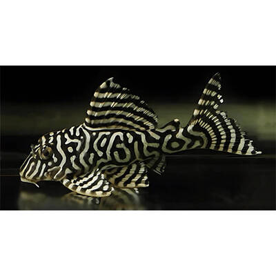 L333 Hypancistrus sp. (Maze Zebra Pleco) L