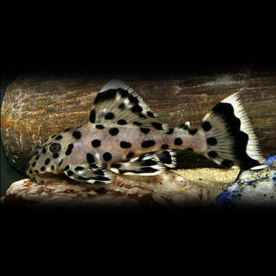 Leporacanthicus Joselimai L264 S