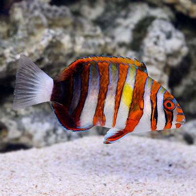 Choerodon Fasciatus S