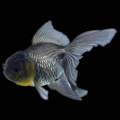 Carassius Auratus Lion Head Blue 8/10cm