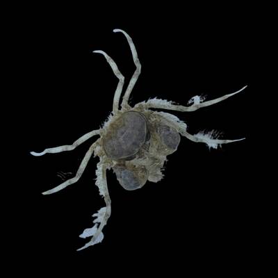 Limnopilos Naiyanetri(crab)