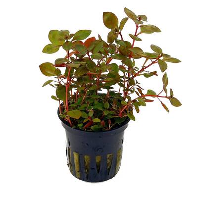 Stoffels Ludwigia palustris 'Super Red'