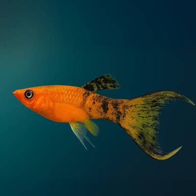 Molly Calico Longfin M