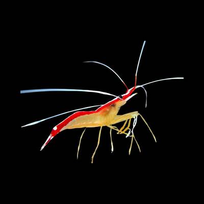 Lysmata amboinensis (Mixed)