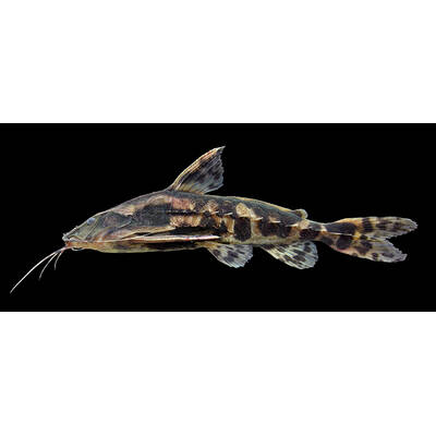 Megalodoras Uranoscopus S/M