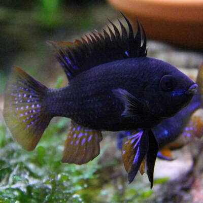 Mikrogeophagus Ramirezi Black M