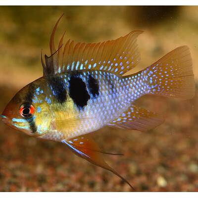 Papiliochromis Ramirezi German Blue 2-2.5cm