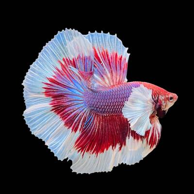 Betta Half-Moon Lavender Male L