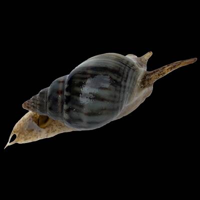 Nassarius Vibex Snail