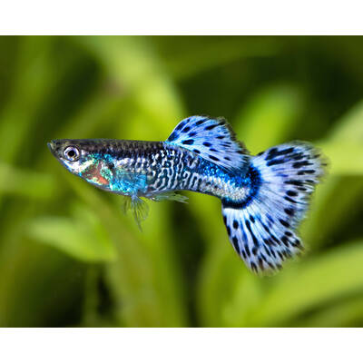 Poecilia Reticulata Snakeskin Blue Male
