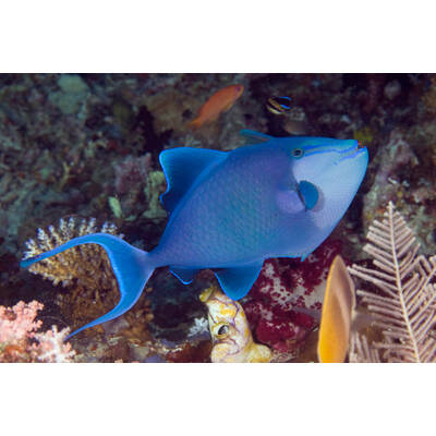Odonus Niger M