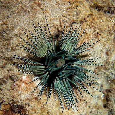 Echinothrix Calamaris