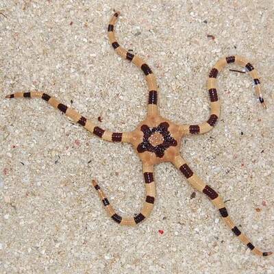 Ophiolepis Superba