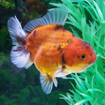 Carassius Auratus Lion Head Shorttail Mix XXL