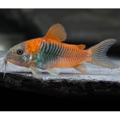 Corydoras Venezuela Orange