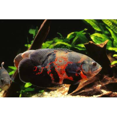 Oscar Black Tiger 20-25cm