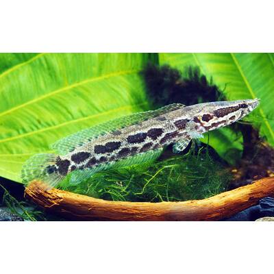 Parachanna Obscura M