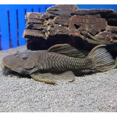 Parancistrus Aurantiacus S/M
