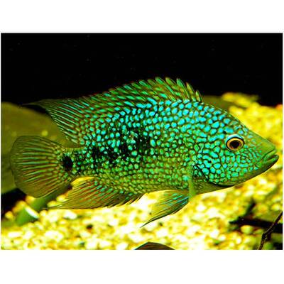 Texas Cichlid 3-3.5cm