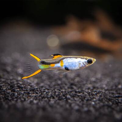 Poecilia Wingei Silverado (M/F) M