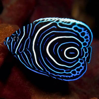 Pomacanthus Imperator Juvenile M - T.B