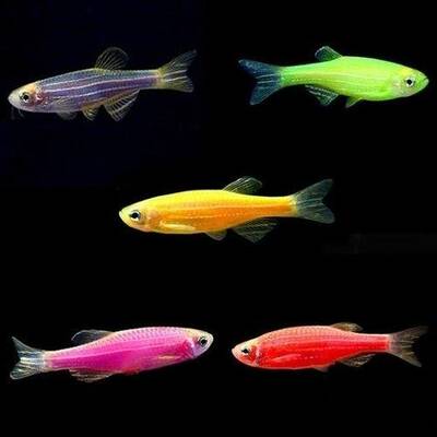 Zebra Danio Neon Colour M