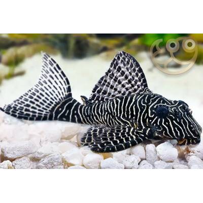 Hypancistrus sp. L260 M/L