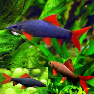 Epalzeorhynchos Frenatus