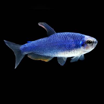 Inpaichthys Kerri Super Blue M