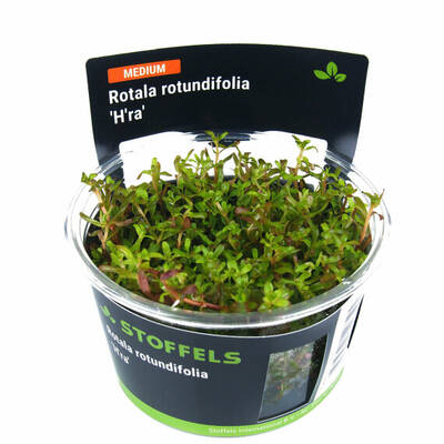 Stoffels Rotala Rotundifolia 'H'ra' In Vitro