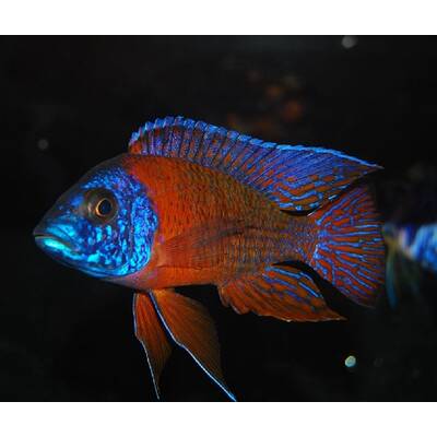 Aulonocara Rubescens S