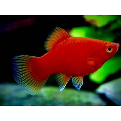 Platy Coral Red