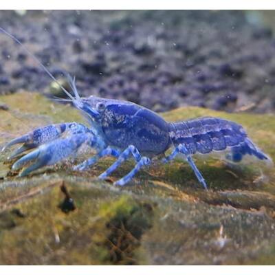 Mexican Dwarf Lobster Blue