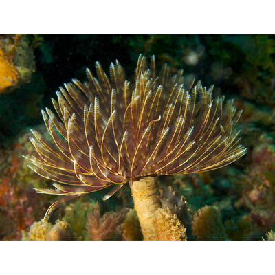 Sabellastarte (special)
