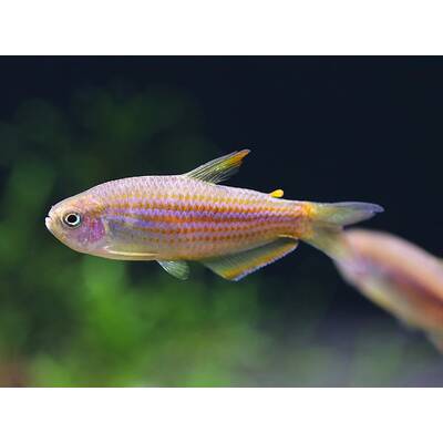 Inpaichthys Parauapiranga M