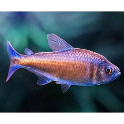 Hyphessobrycon Wadai M