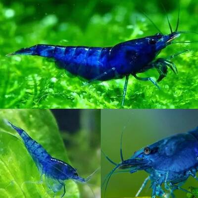 Blue Cherry Shrimp