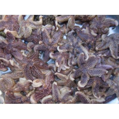 Shrimpfood Frozen Seastar - 50 g (tiny size)