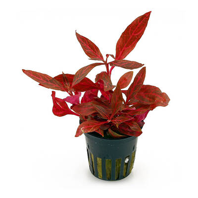 Stoffels Alternanthera Reineckii Rosanervig