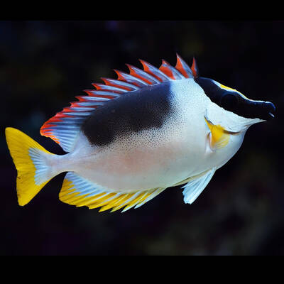 Siganus Magnificus