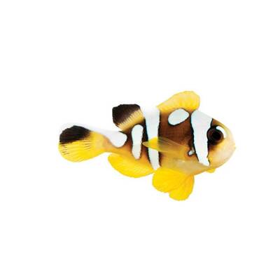 Amphiprion Bicinctus Spotcinctus