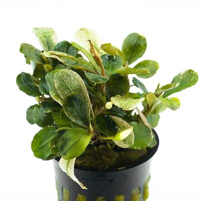 Stoffels Bucephalandra Malawi Pink
