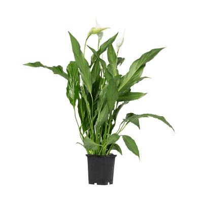 Stoffels Spathiphyllum Wallisii MP