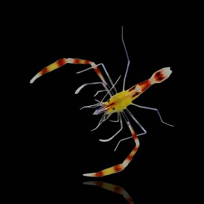 Stenopus Cyanoscelis M