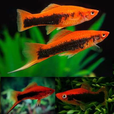 Xiphophorus Helleri Red Tuxedo