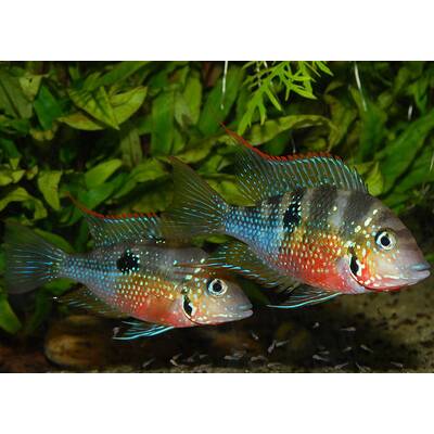 Cichlasoma Ellioti S/M